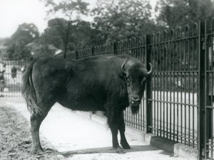 Żubr Georgina w kratach swojego wybiegu, londyńskie zoo, 12.08.1926 r. autorstwa Frederick William Bond