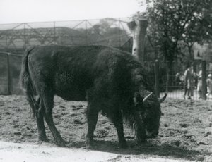 Żubr Julia jedzący trawę na swoim wybiegu, londyńskie zoo, 12 sierpnia 1926 autorstwa Frederick William Bond