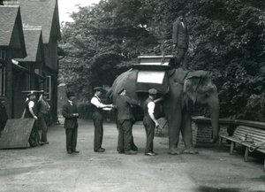Samica słonia azjatyckiego „Indiarani” zakładana przez opiekunów w siodło po północnej stronie słoniarni. Londyńskie zoo, sierpień 1920 autorstwa Frederick William Bond