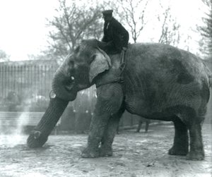 Samica słonia azjatyckiego, „Indiarani”, porusza drewno swoim pniem, podczas gdy jej opiekun siedzi na jej plecach, kierując ją, londyńskie zoo autorstwa Frederick William Bond
