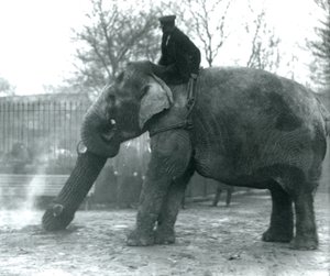 Samica słonia azjatyckiego, Indiarani, poruszająca drewnem z trąbą, podczas gdy jej opiekun siedzi na jej plecach, kierując ją, londyńskie zoo, 1925 autorstwa Frederick William Bond