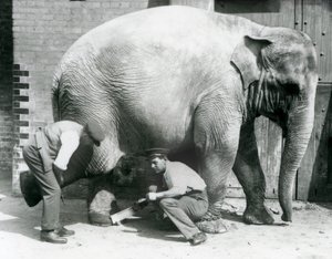 Samica słonia azjatyckiego Sundermalah, której opiekunowie przycinali stopy w londyńskim zoo, sierpień 1926 r. autorstwa Frederick William Bond