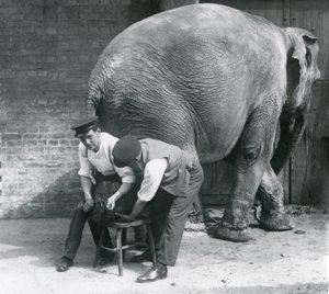 Samica słonia azjatyckiego z przyciętymi nogami przez opiekunów w londyńskim zoo, sierpień 1926 r. autorstwa Frederick William Bond