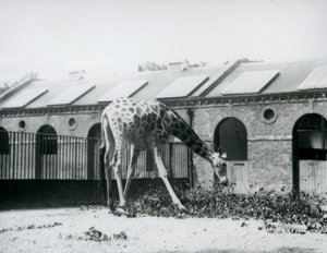 Samica żyrafy „Maud”, sięgająca po liście na padoku przed Giraffe House, londyńskie zoo, lipiec 1927 (zdjęcie czarno-białe) autorstwa Frederick William Bond