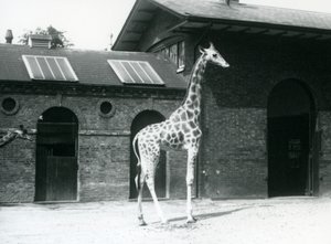 Kobieta żyrafa, Maud, stojąca na padoku przed Giraffe House, londyńskie zoo, lipiec 1925 autorstwa Frederick William Bond