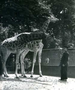 Samica żyraf Maud i Maggie, z opiekunem Ernie Professor Bowman, London Zoo, lipiec 1924 autorstwa Frederick William Bond