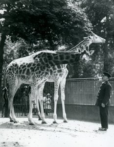 Samica żyraf Maud i Maggie, z opiekunem Ernie Professor Bowman, London Zoo, lipiec 1924 autorstwa Frederick William Bond
