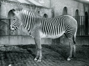 Samica zebry szarawej lub zebry cesarskiej, Jennie stojąca na wybiegu w londyńskim zoo, 1927 r. autorstwa Frederick William Bond
