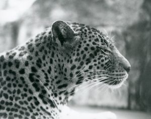 Samica lamparta Daisy w londyńskim zoo w sierpniu 1925 r. autorstwa Frederick William Bond
