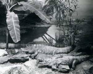 Cztery aligatory w panoramie z bananowcem w londyńskim zoo w 1929 roku (zdjęcie czarno-białe) autorstwa Frederick William Bond
