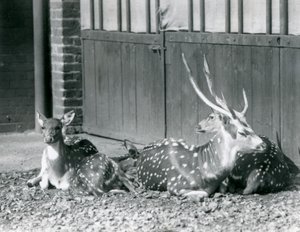 Czteroosiowy jeleń, w tym jeleń z porożem, w londyńskim zoo w 1924 r autorstwa Frederick William Bond