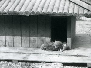 Cztery szczenięta Coyote odpoczywają w wejściu do swojej nory/drewnianej hodowli w londyńskim zoo autorstwa Frederick William Bond