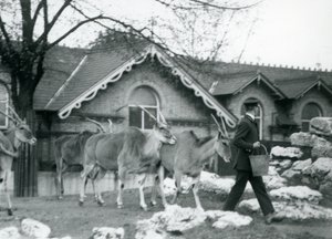 Czterech Elandów podąża za swoim opiekunem, w czasie karmienia, na padoku przed Domem Antylopy, londyńskie zoo, czerwiec 1925 autorstwa Frederick William Bond