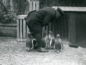 Gentoo Penguins z opiekunem Albertem Whitem, londyńskie zoo, ok. 1914 autorstwa Frederick William Bond