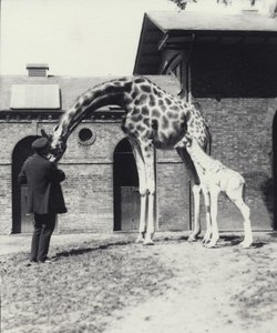 Żyrafa z 3-dniowym dzieckiem i opiekunem w londyńskim zoo, 1914 autorstwa Frederick William Bond