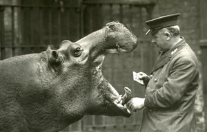 Hipopotam Bobbie z opiekunem Erniem Bowmanem, londyńskie zoo, 1927 autorstwa Frederick William Bond