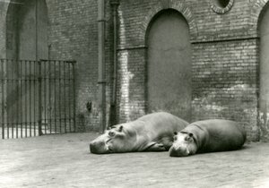 Hipopotamy Bobbie i Joan w londyńskim zoo, lipiec 1923 (fot. bw) autorstwa Frederick William Bond
