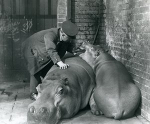 Hipopotamy Joan i Jimmy w londyńskim zoo w 1927 r. autorstwa Frederick William Bond