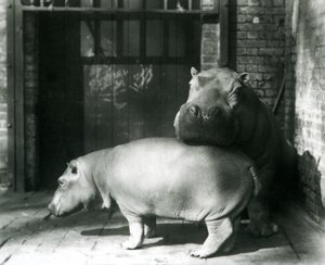 Hipopotamy Joan i Jimmy w londyńskim zoo w 1927 r. autorstwa Frederick William Bond