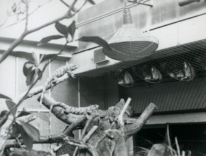 Legwany wygrzewające się na gałęziach, cieszące się sztucznym światłem słonecznym na swoim wybiegu, londyńskie zoo, sierpień 1928 (zdjęcie czarno-białe) autorstwa Frederick William Bond
