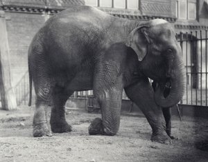 Słoń indyjski, Assam Lukhi, klęczący z opiekunem w londyńskim zoo, kwiecień 1914 autorstwa Frederick William Bond