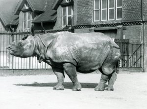 Nosorożec indyjski Felix stojący na swoim padoku w londyńskim zoo, 1927 autorstwa Frederick William Bond