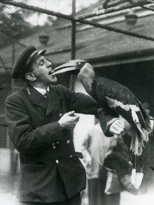 Opiekun,T. Raggett karmiący dzioborożca indyjskiego owocem trzymanym w pysku. Londyńskie Zoo 1924 autorstwa Frederick William Bond