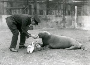 Opiekun, Arthur Chandler, karmiący rybami młodego morsa, londyńskie zoo, 1924 autorstwa Frederick William Bond