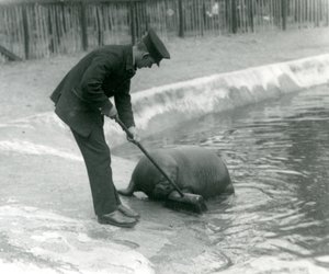 Opiekun Arthur Chandler zamiata basen Morsa, londyńskie zoo, 1924 autorstwa Frederick William Bond