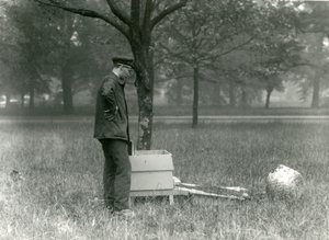 Keeper Brown poruszający rój pszczół miodnych, londyńskie zoo, lipiec 1926 autorstwa Frederick William Bond