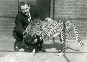 Opiekun Charles Dixon z figlarnym gepardem w londyńskim zoo, październik 1922 r. autorstwa Frederick William Bond