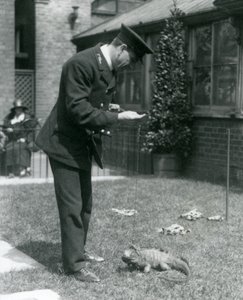 Keeper Collins na trawniku w londyńskim zoo z iguaną w chmurach skalnych na smyczy, londyńskie zoo, 1924 autorstwa Frederick William Bond