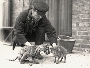Opiekun, H. Warwick, z młodym tygrysem i pekari, zrobione w ZSL London Zoo, maj 1914 r. autorstwa Frederick William Bond