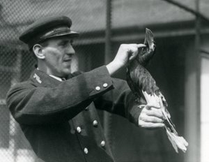 Opiekun, Thomas Raggett, głaszcząc dzioborożca indyjskiego pod jego rachunkiem w londyńskim zoo, 1924 autorstwa Frederick William Bond
