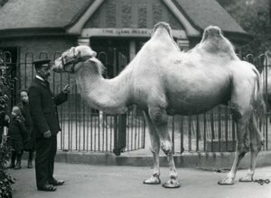 Keeper W. Styles, z wielbłądem dwugarbnym, przed Lama House w londyńskim zoo, lipiec 1914 autorstwa Frederick William Bond