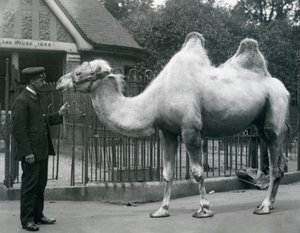 Keeper W. Styles, z wielbłądem dwugarbnym, przed Lama House w londyńskim zoo, lipiec 1914 autorstwa Frederick William Bond