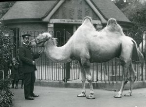 Keeper W. Styles, z wielbłądem dwugarbnym, przed Lama House w londyńskim zoo, lipiec 1914 autorstwa Frederick William Bond