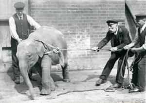 Strażnicy A. Church, Charles Eyles i H. Robertson próbują prowadzić małego słonia azjatyckiego na linie, Londyńskie Zoo, wrzesień 1919 autorstwa Frederick William Bond