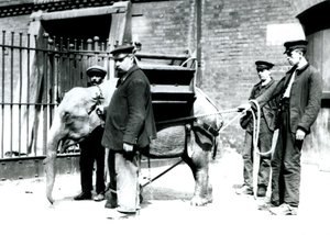 Opiekunowie Jack Milbourne, H Robertson i Thomas szkolą młodego słonia azjatyckiego, londyńskie zoo, maj 1922 (zdjęcie bw) autorstwa Frederick William Bond