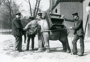 Opiekunowie Jack Milbourne, H Robertson i Thomas trenują młodego słonia azjatyckiego, londyńskie zoo, maj 1922 (mc. zdjęcie) autorstwa Frederick William Bond
