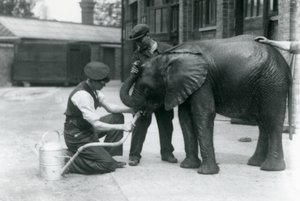 Opiekunowie pomagają młodemu samcowi słonia afrykańskiego Kiberenge pić z węża przymocowanego do konewki, londyńskie zoo, lipiec 1924 autorstwa Frederick William Bond