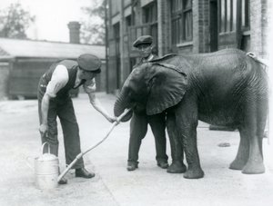 Opiekunowie pomagają młodemu samcowi słonia afrykańskiego Kiberenge pić z węża przymocowanego do konewki, londyńskie zoo, lipiec 1924 autorstwa Frederick William Bond