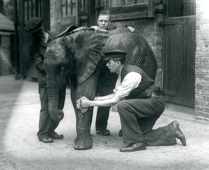Opiekunowie natłuszczający skórę młodego samca słonia afrykańskiego Kiberenge, londyńskie zoo, lipiec 1924 autorstwa Frederick William Bond