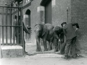 Opiekunowie z młodym samcem słonia afrykańskiego Kiberenge, londyńskie zoo, 1924 autorstwa Frederick William Bond