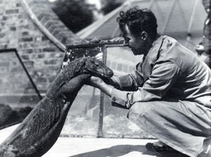 Smok z Komodo na Sumbawie z opiekunem H. Alec Budd, 1928 autorstwa Frederick William Bond