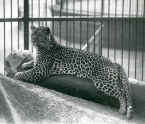 Leopard Rex leżący na kłodzie w swojej zagrodzie w londyńskim zoo w lipcu 1925 r. autorstwa Frederick William Bond