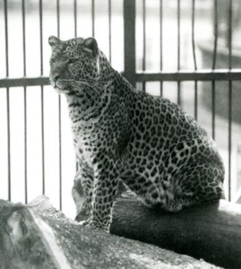 Leopard Rex siedzący na kłodzie w swojej zagrodzie w londyńskim zoo w czerwcu 1925 r. autorstwa Frederick William Bond