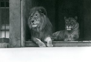 Lion and Lioness Kuja i Caroline w ZSL London Zoo, lipiec 1924 autorstwa Frederick William Bond
