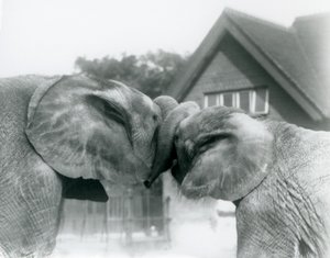 Samiec słonia afrykańskiego Kiberenge i samica słonia afrykańskiego Hango witają się, wiążąc pnie w londyńskim zoo w październiku 1927 roku. Kiberenge został przedstawiony w londyńskim zoo przez H.E. Sir Horacy Byatt autorstwa Frederick William Bond