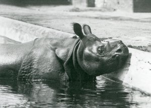 Samiec nosorożca indyjskiego Felix podczas kąpieli w swoim basenie w londyńskim zoo w czerwcu 1928 r. autorstwa Frederick William Bond